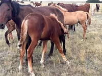 ሴት ፈረስ, Horses — ፎቶ 2