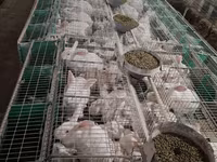 Granule7,50lei, pentru iepuri calitate superioară, Orhei — 5-rasm