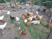 Chickens — 3-сурет
