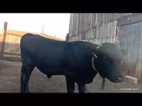 Býk, Swiss cattle — foto 1