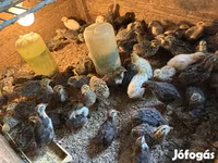 Quails — عکس 2