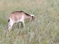 Коза, Nubian Goat — снимка 3