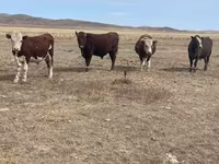 Lembu jantan, Kazakh White-headed cow — foto 4