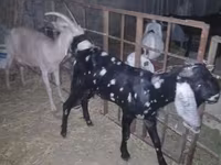 Kozel, Beetal goats — foto 2