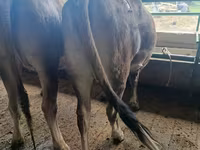 Tehén, Swiss cattle — 5. fotó