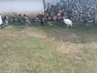 Turkeys — foto 3
