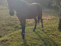 Kůň, Anglo-Arabian — foto 2