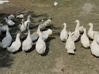 Ducks — الصورة 2