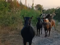 Ged, Damask goat — foto 4