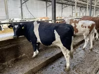 Αγελάδα, Russian Black pied cattle — φωτογραφία 4