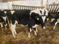 Ng'ombe jike, Russian Black pied cattle — picha 7