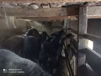 Ovce (šarže, pohlaví neuvedeno), Ovce — foto 2