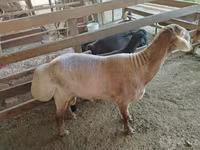 Овен, Arashan sheep — снимка 4