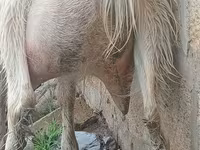Ged, Saanen goat — foto 5