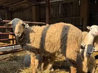 Κριός, Katum sheep — φωτογραφία 6