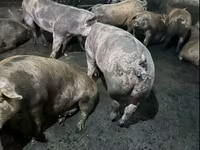 Sow, Pigs — photo 1