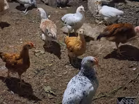 Chickens — Foto 2