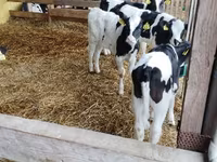 Byk, Swiss cattle — zdjęcie 7