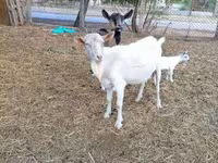 Kozioł, Saanen goat — zdjęcie 2