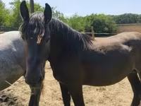 குதிரை, Hungarian horse breed — புகைப்படம் 2