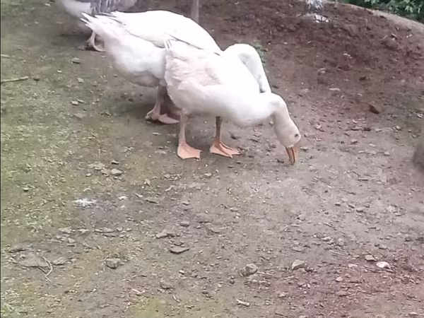 Geese