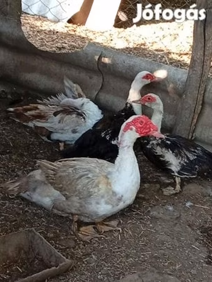 Ducks
