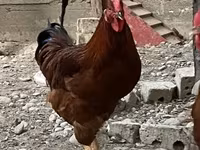 Chickens — รูปภาพ 3
