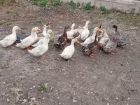 Ducks — ፎቶ 1