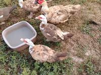 Ducks — 사진 4