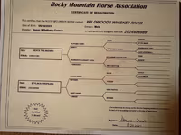 Faras, Rocky Mountain Horse — sawirka 7