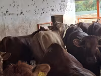 Toro, Simmental cattle — foto 6