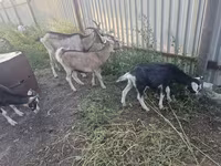 ፍየል, Alpine goat — ፎቶ 2