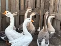 Geese — foto 1
