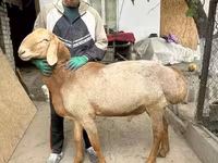 Ram, Dorper sheep — foto 2