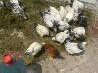 Chickens — ፎቶ 5