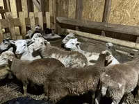 Κριός, Katum sheep — φωτογραφία 1