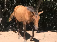 Kuda betina, Horses — foto 3