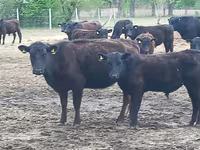 公牛, Aberdeen-Angus — 照片 5