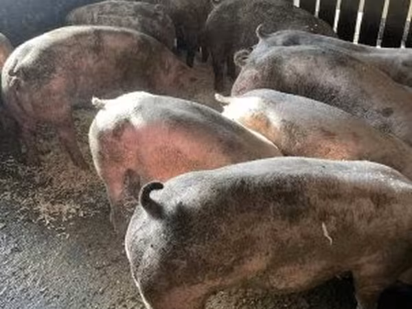 Schweine (Partie, Geschlecht nicht angegeben), Schweine