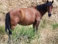 Mare, Horses — photo 4