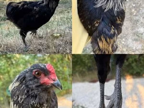 Araucana