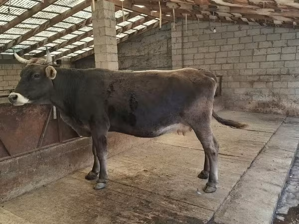 گاو ماده, Swiss cattle