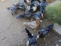 مسکوی خانگی — عکس 1