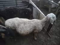 Koza, Nubian Goat — fotografija 2