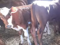 황소, Simmental cattle — 사진 3