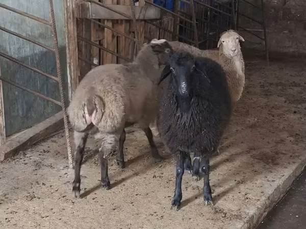 میش, گوسفند