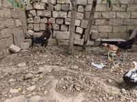 Chickens — zdjęcie 8