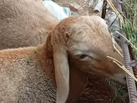 公羊, Arashan sheep — 照片 7