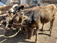 گاو نر, Swiss cattle — عکس 4