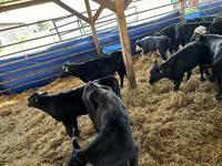 ላም, Aberdeen-Angus — ፎቶ 4